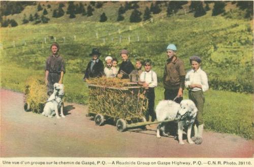 Retro vintage postcard: Two working dogs pulling hay carts | A roadside group on Gaspe Highway, P.Q. | Traditional Quebec Dog Carts